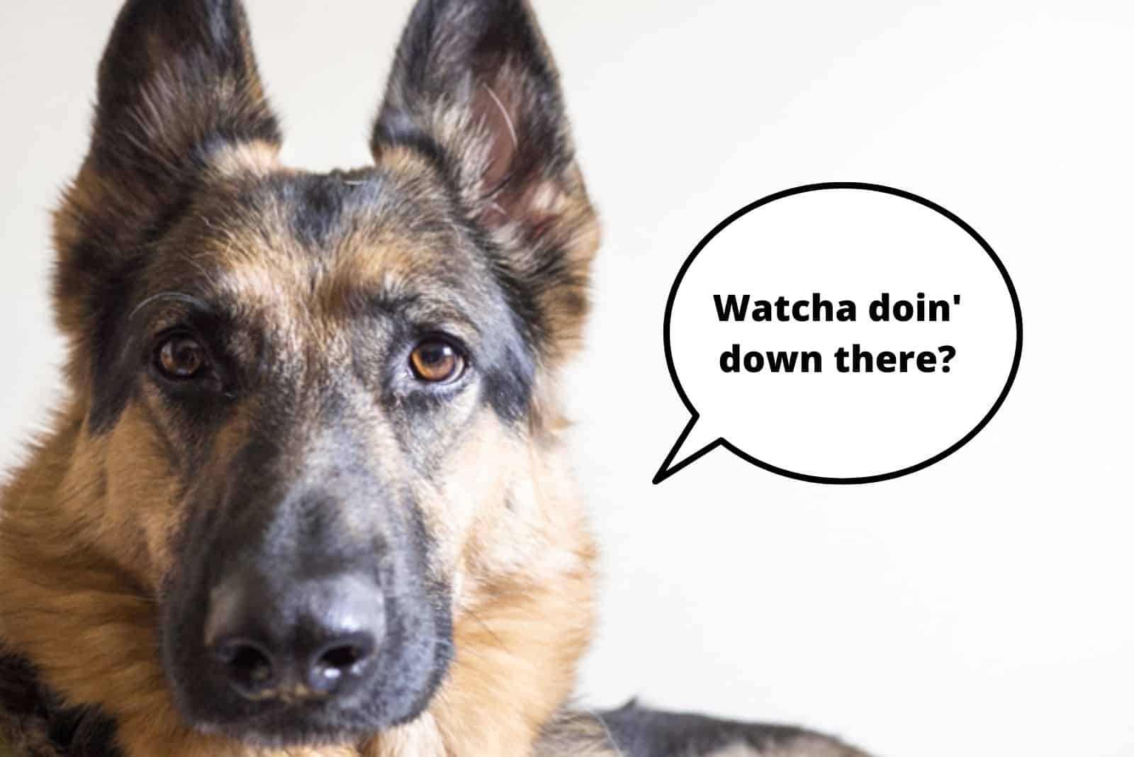german shepherd is confused by their owner