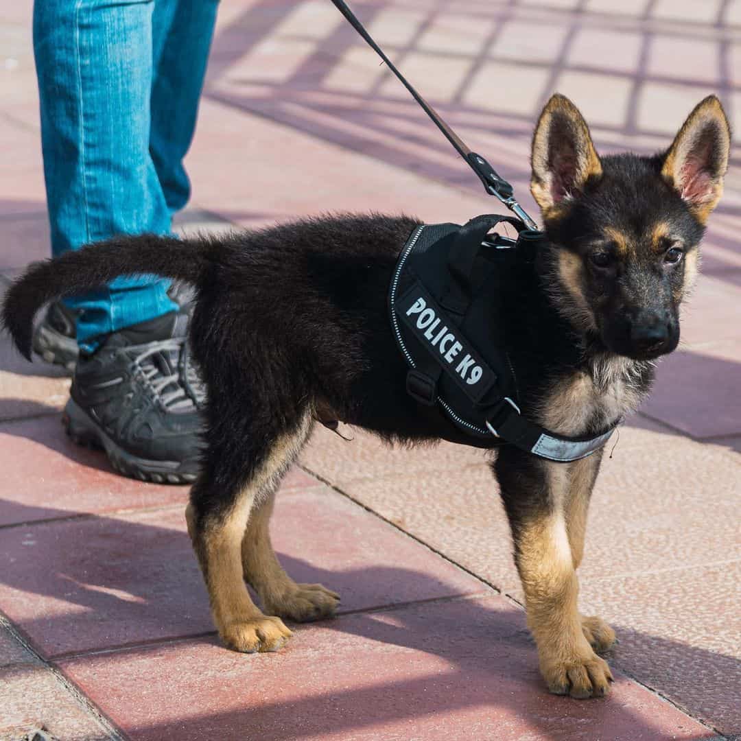 german shepherd k9 puppy