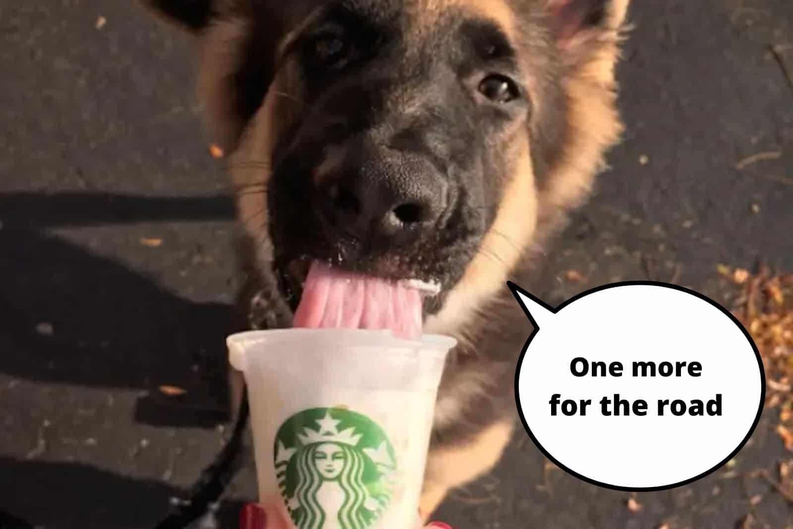 german shepherd licks whipped cream from starbucks cup