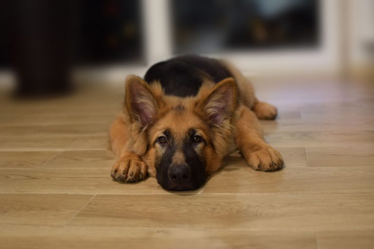 2 Proper Ways To Punish Your German Shepherd For Pooping In The House
