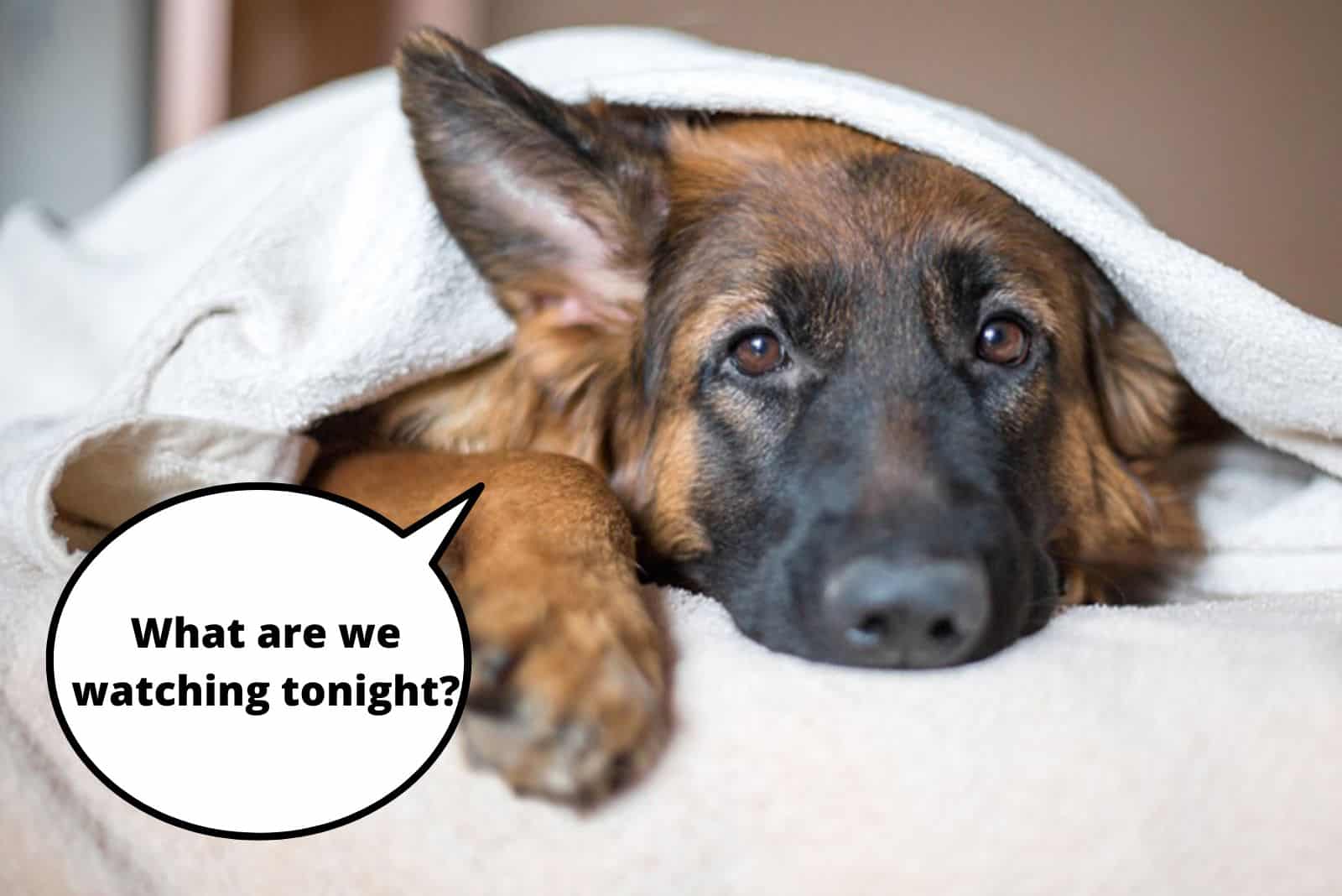 german shepherd lies under a blanket