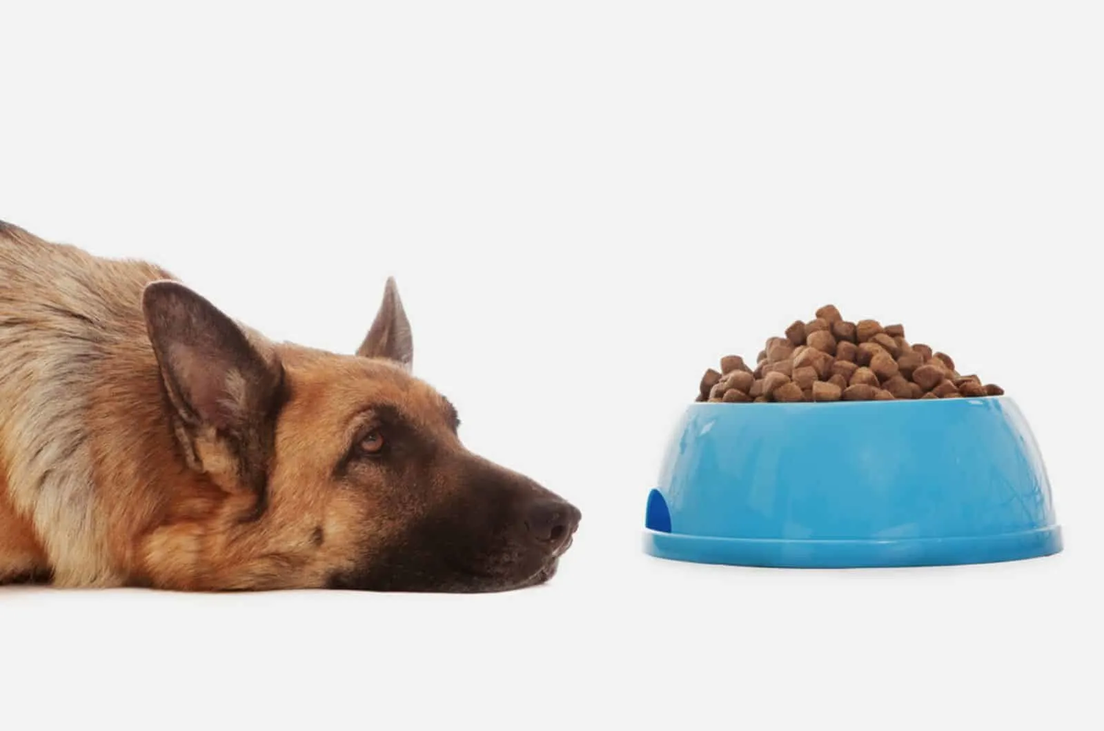 german shepherd lying beside bowl full with dry dog food
