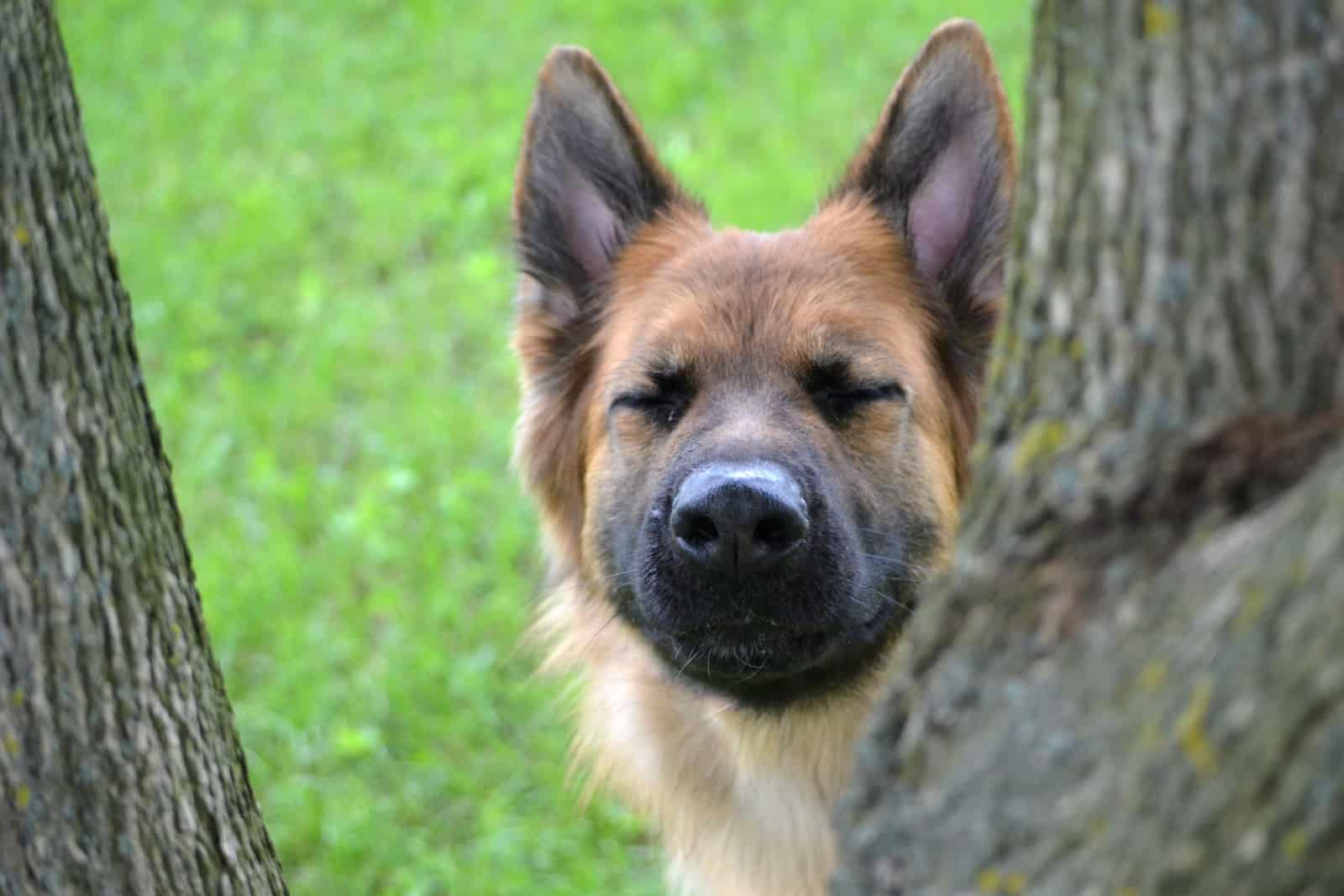 german shepherd making a funny face while hiking