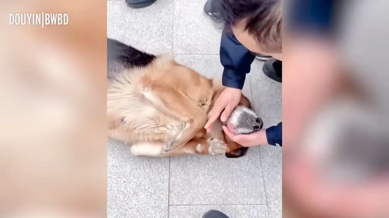 german shepherd playing with man