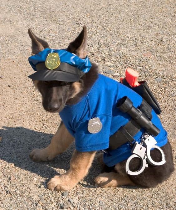 german shepherd police officer dog