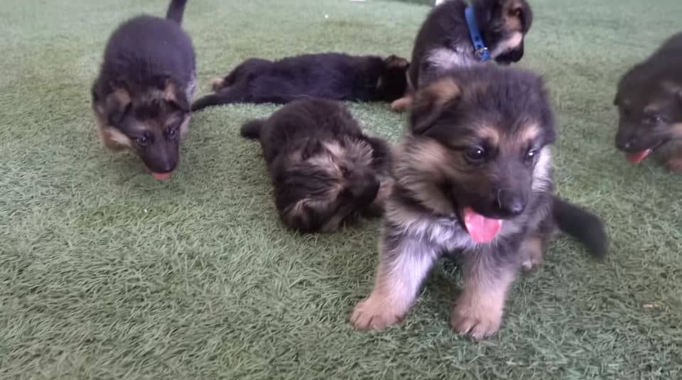 german shepherd puppies