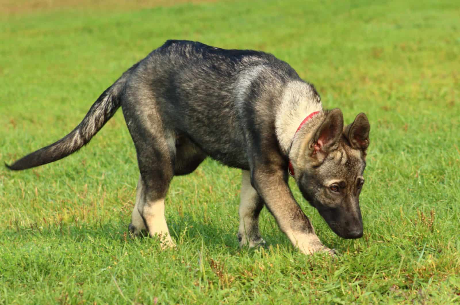 german shepherd puppy sniffing the grass