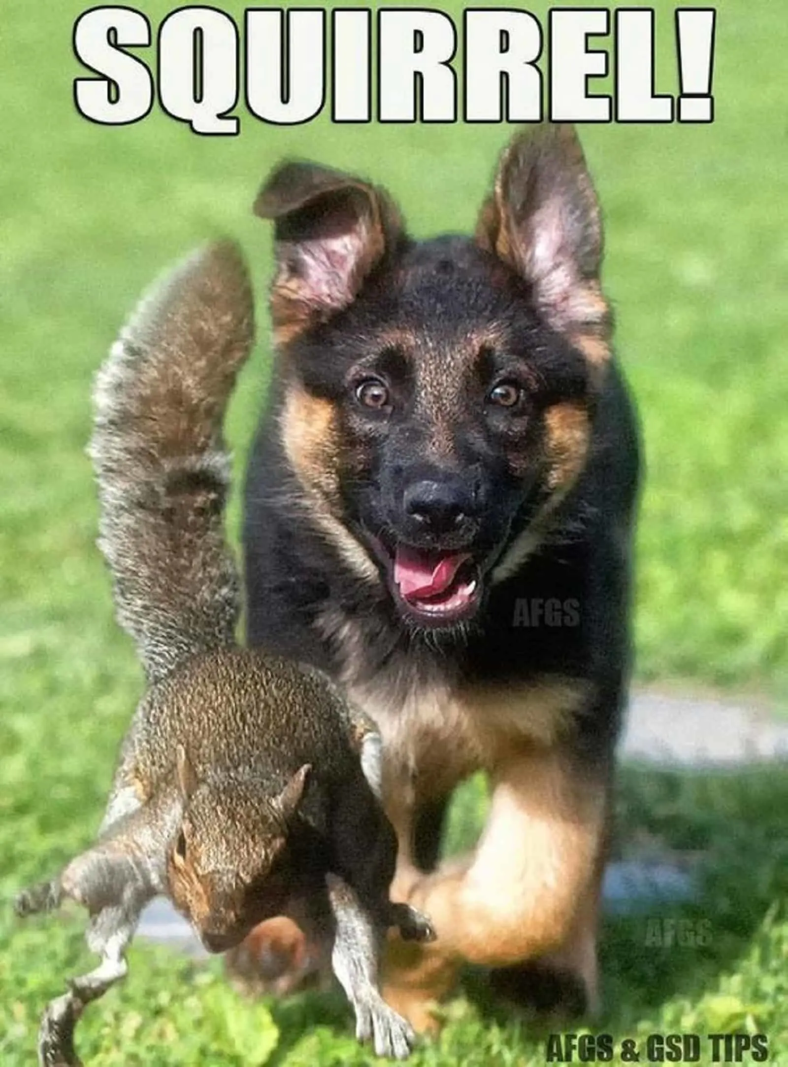 german shepherd puppy chasing squirrel