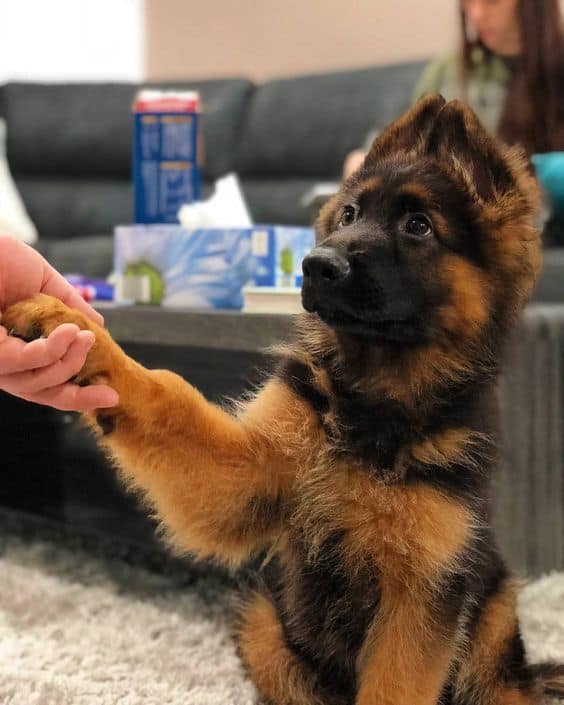 german shepherd puppy giving his paw