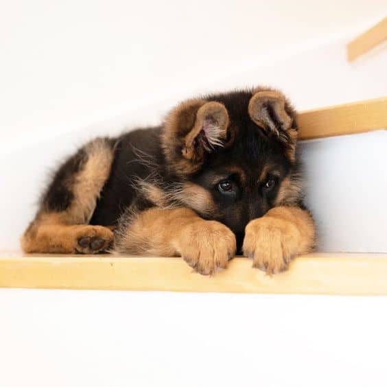 german shepherd puppy hiding