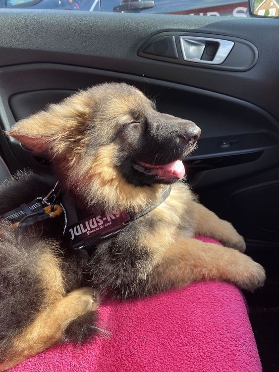 german shepherd puppy in a sunlight in the car
