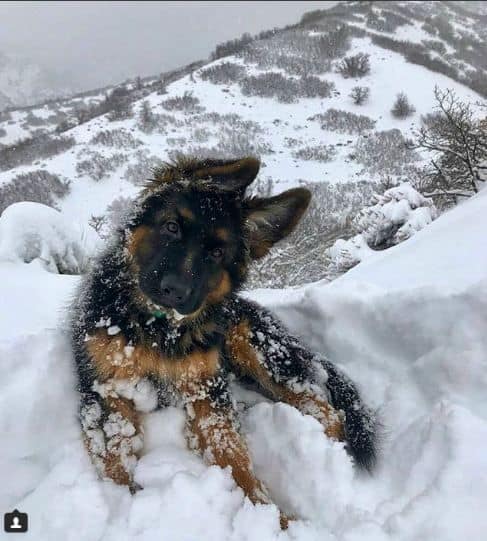 german shepherd puppy in the snow