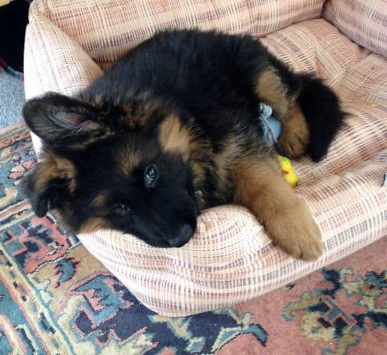 german shepherd puppy laying in his bed