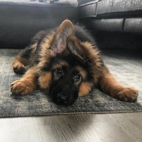 german shepherd puppy laying on the floor