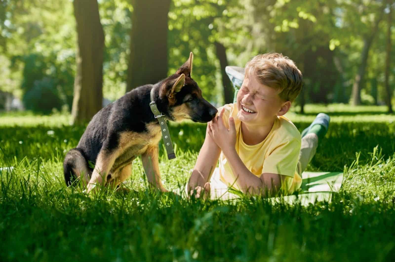german shepherd puppy licking hands of smiling boy in the park