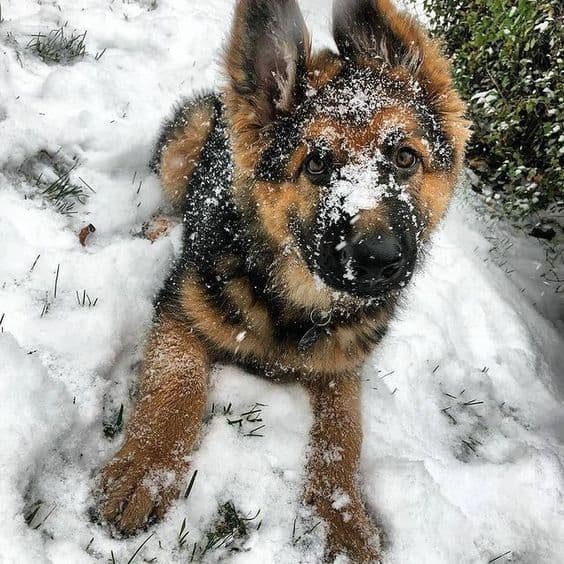 german shepherd puppy playing in the snow