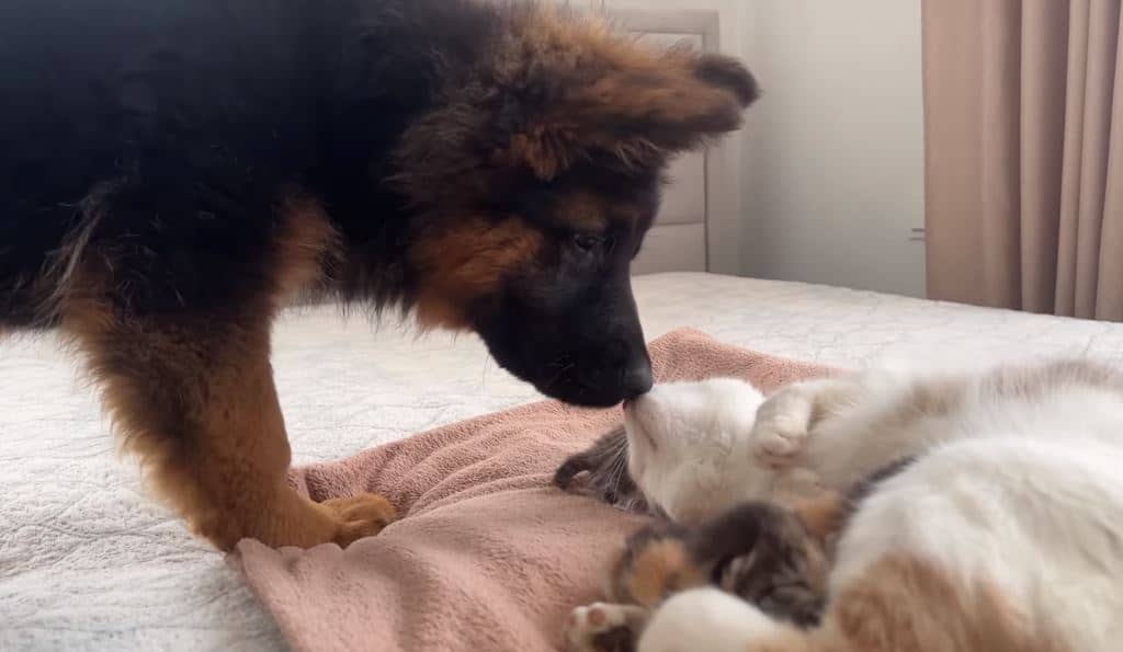 german shepherd puppy playing with cat
