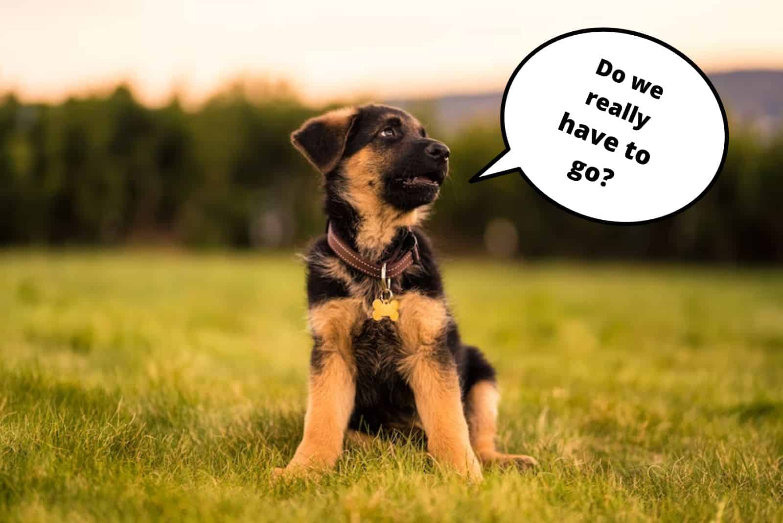 german shepherd puppy sitting on the grass and looking aside