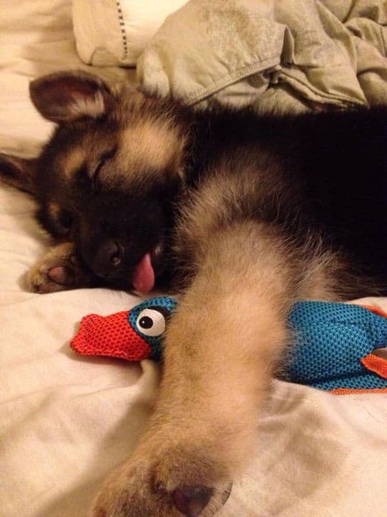 german shepherd puppy sleeping with tongue out and with toy
