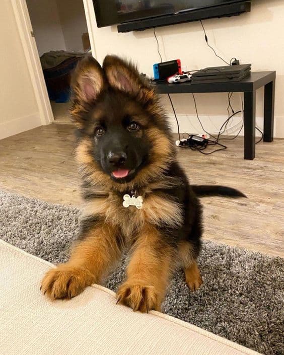 german shepherd puppy standinf with front paws on the couch
