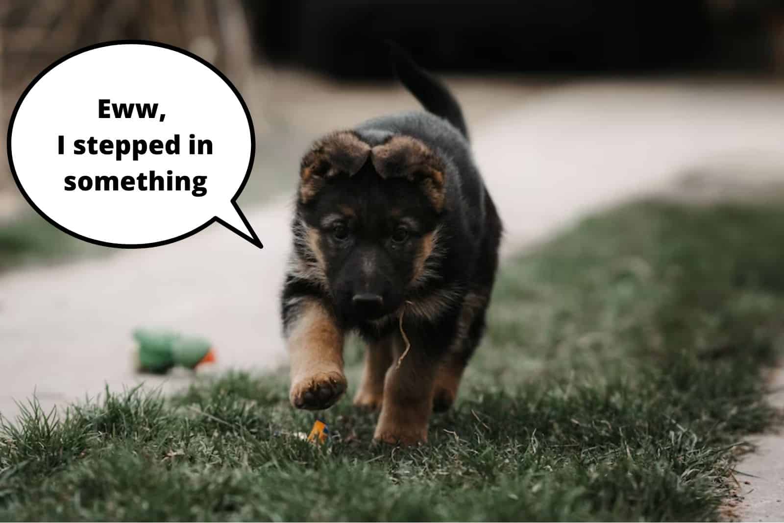 german shepherd puppy walking on the grass in the yard