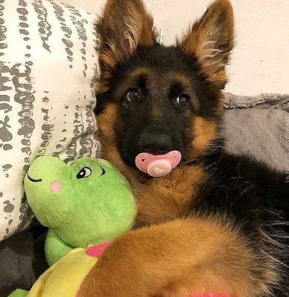 german shepherd puppy with toys