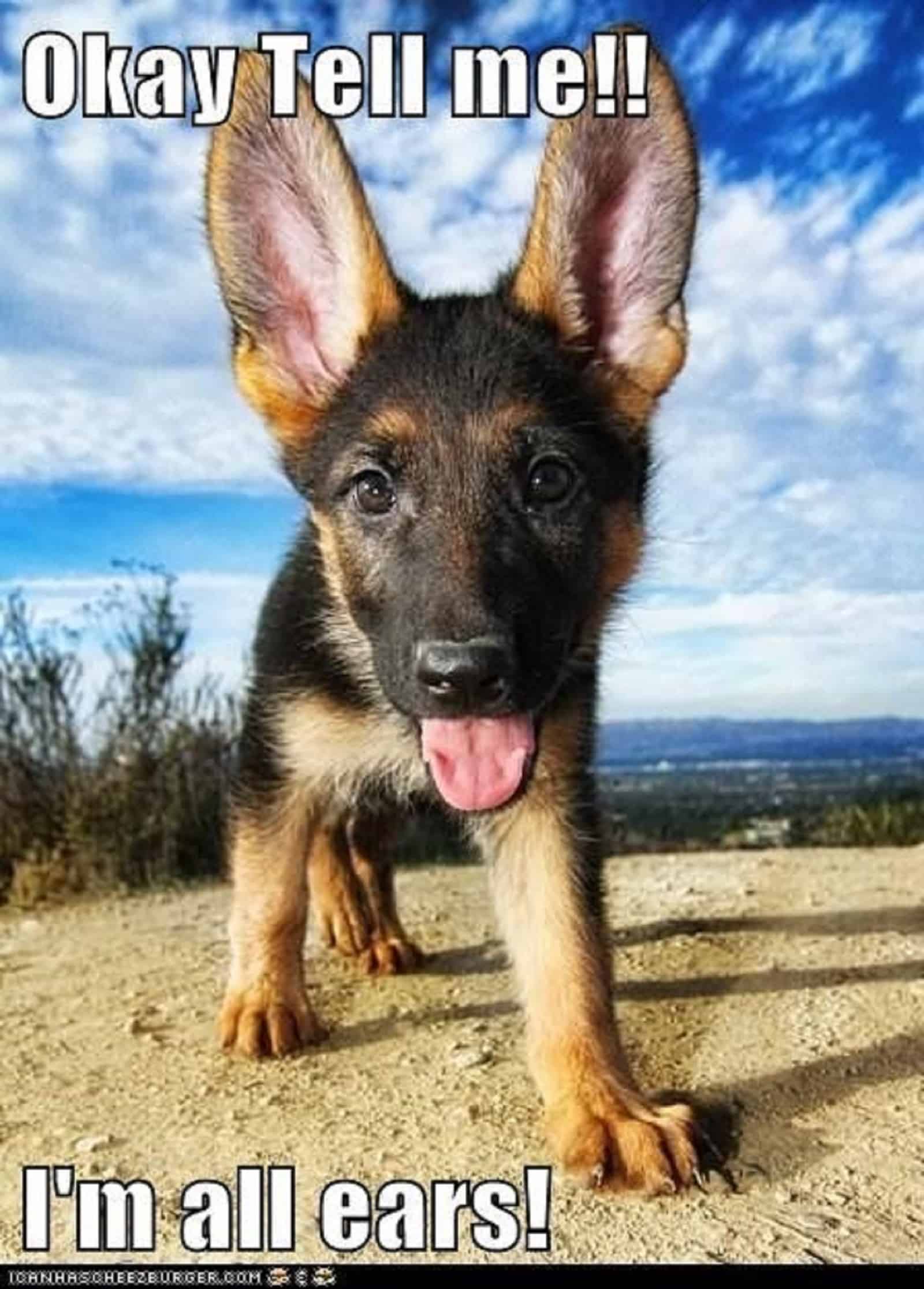 german shepherd puppy looking into camera