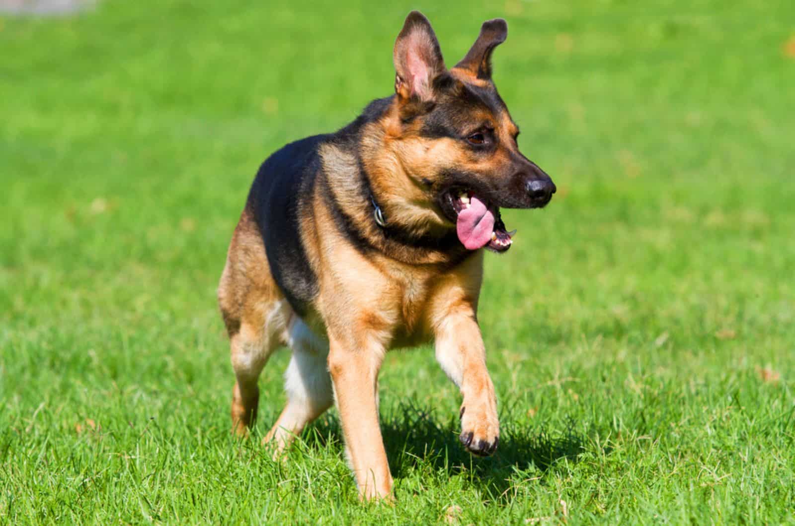 german shepherd running on the lawn