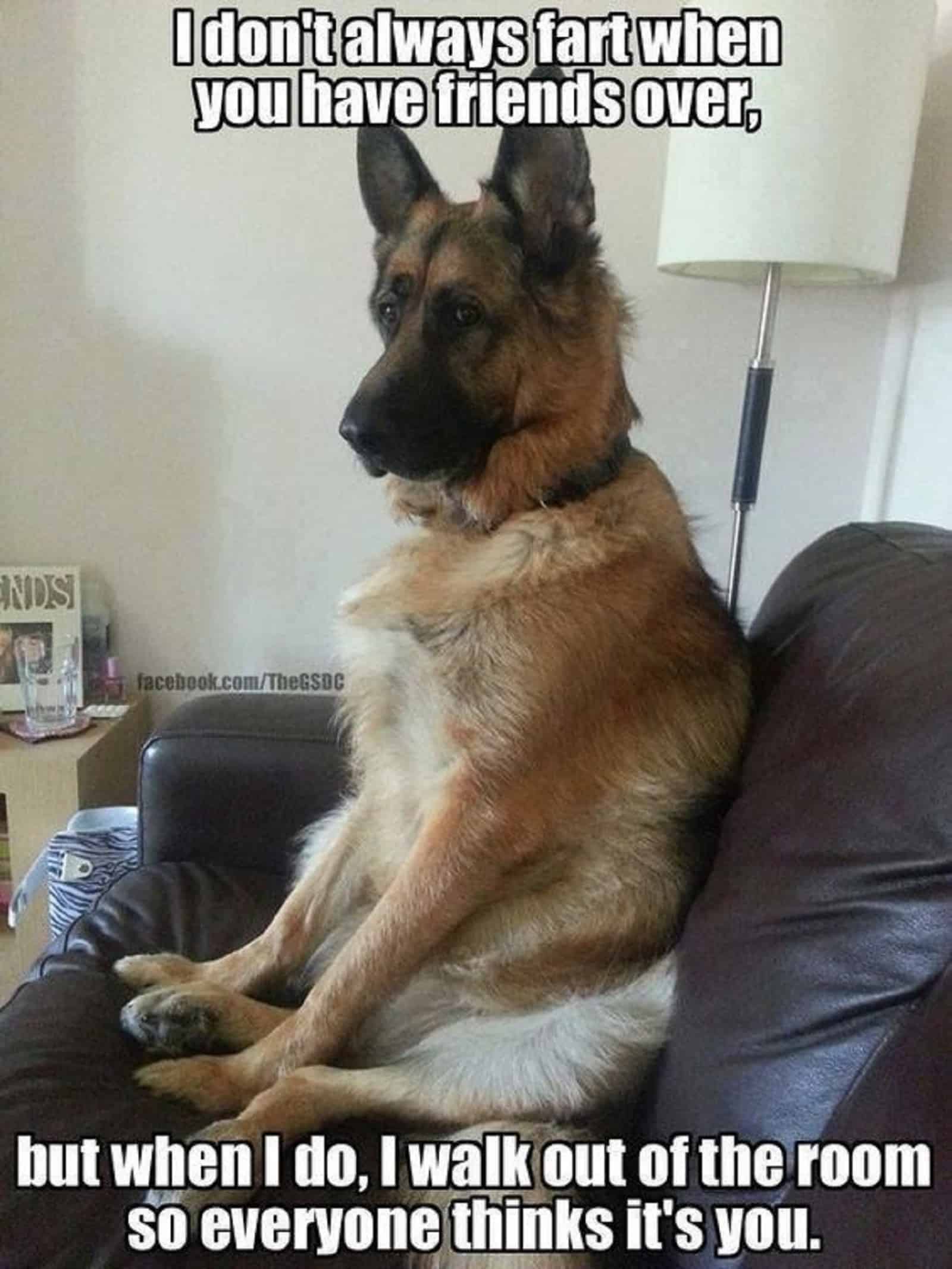 german shepherd sitting on the couch in the living room