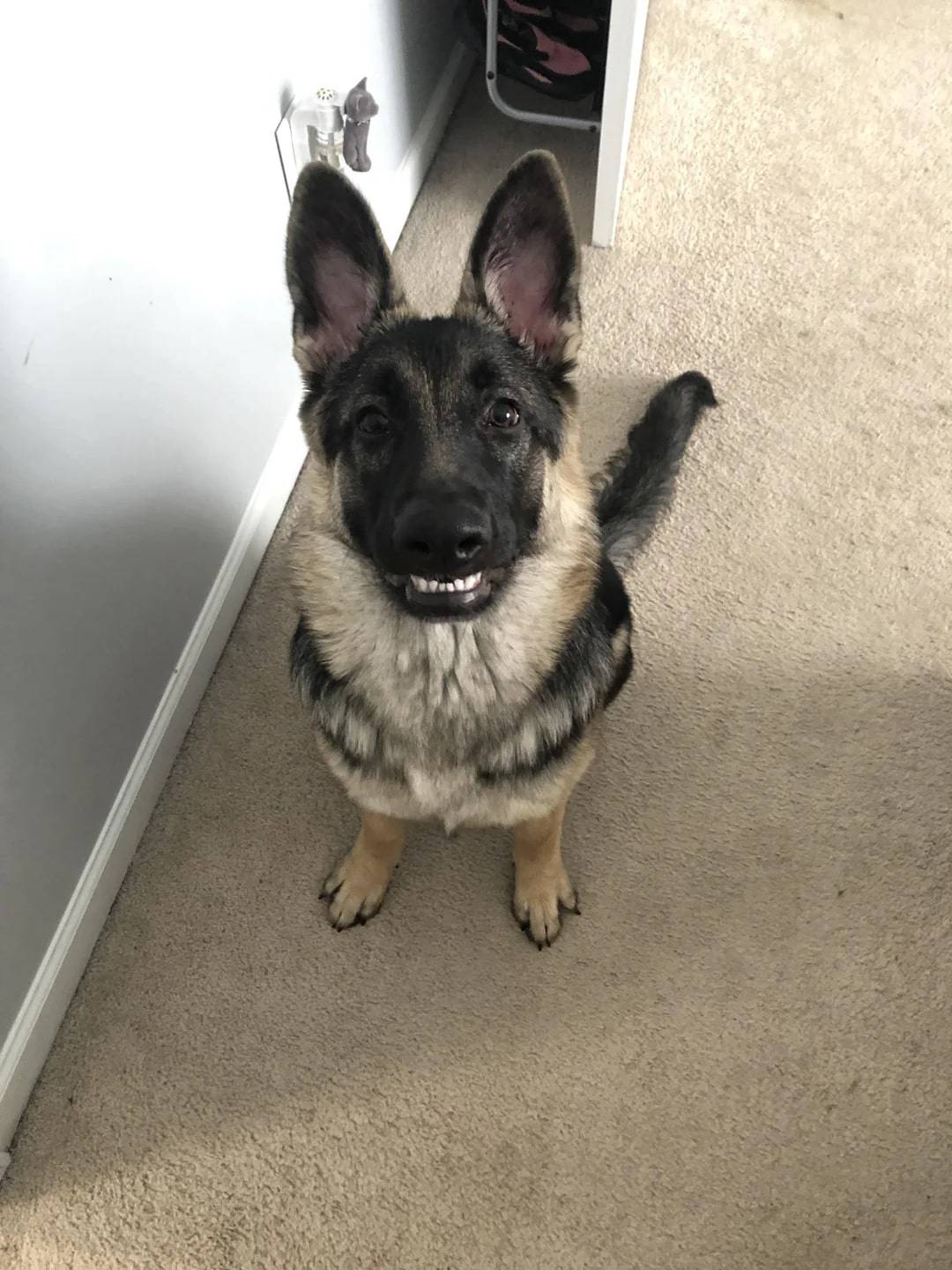 german shepherd smiling