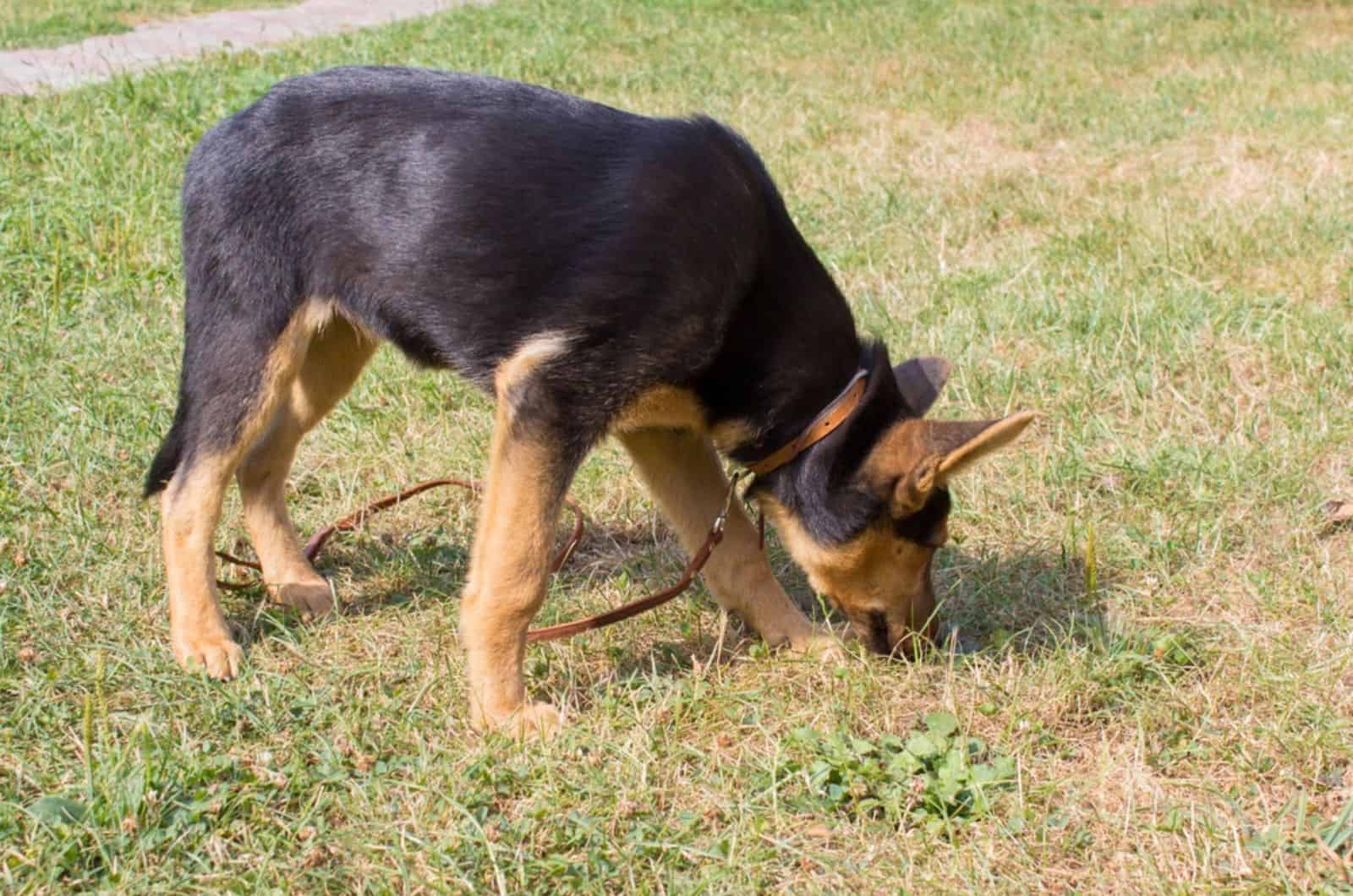 german shepherd sniffing the grass in the park