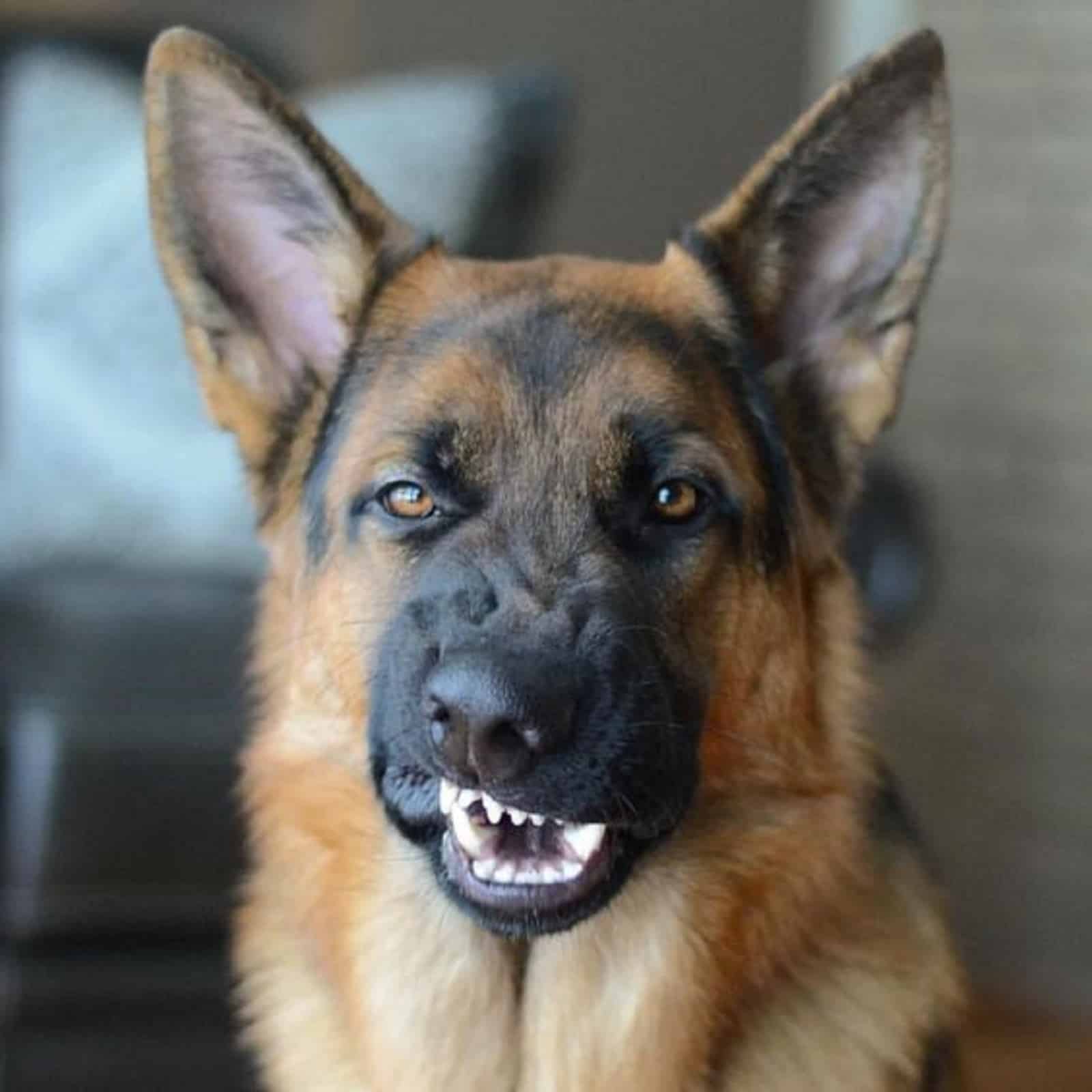 german shepherd with funny face looking into camera