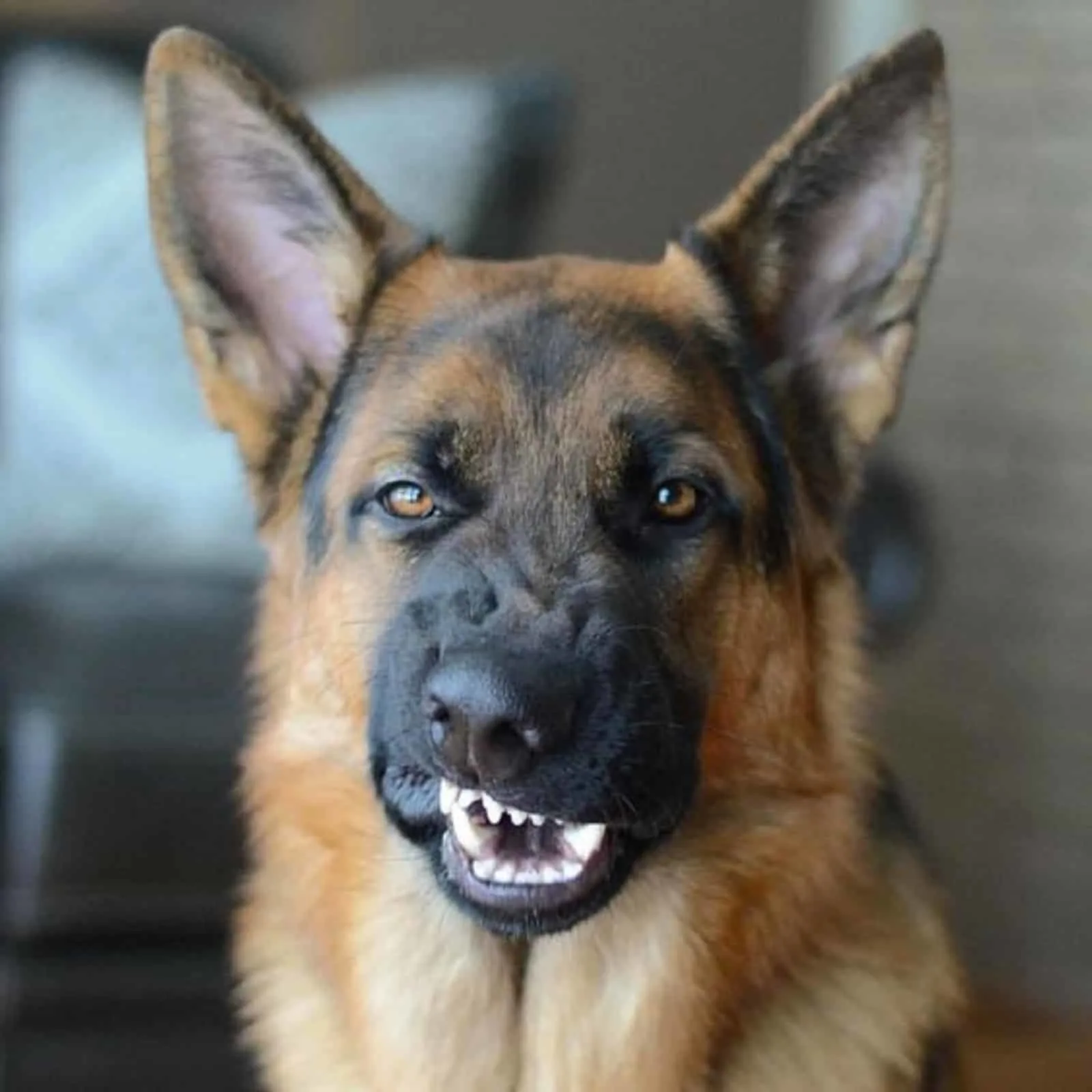 german shepherd with funny face looking into camera