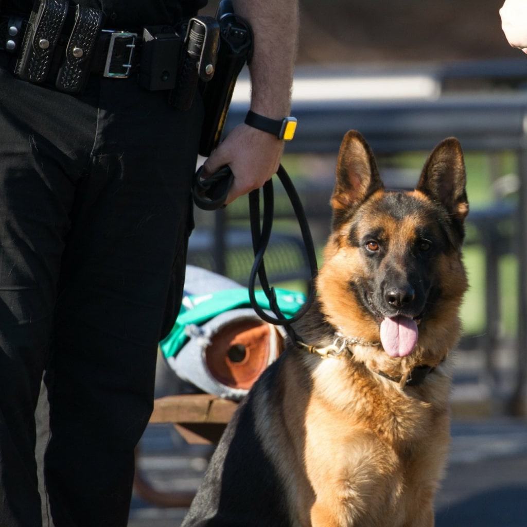 german shepherd with police officer