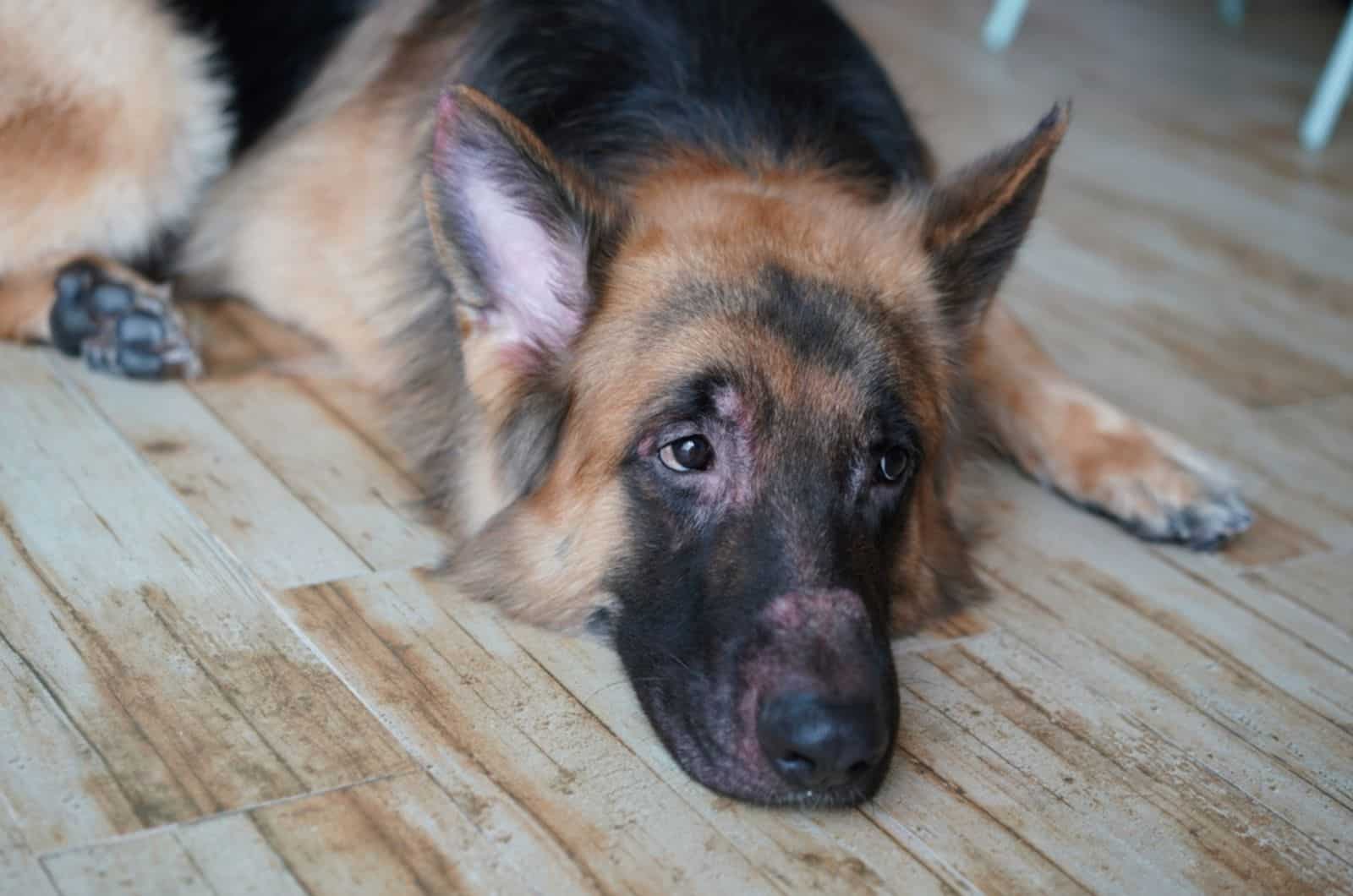 german shepherd with skin rush lying on the floor