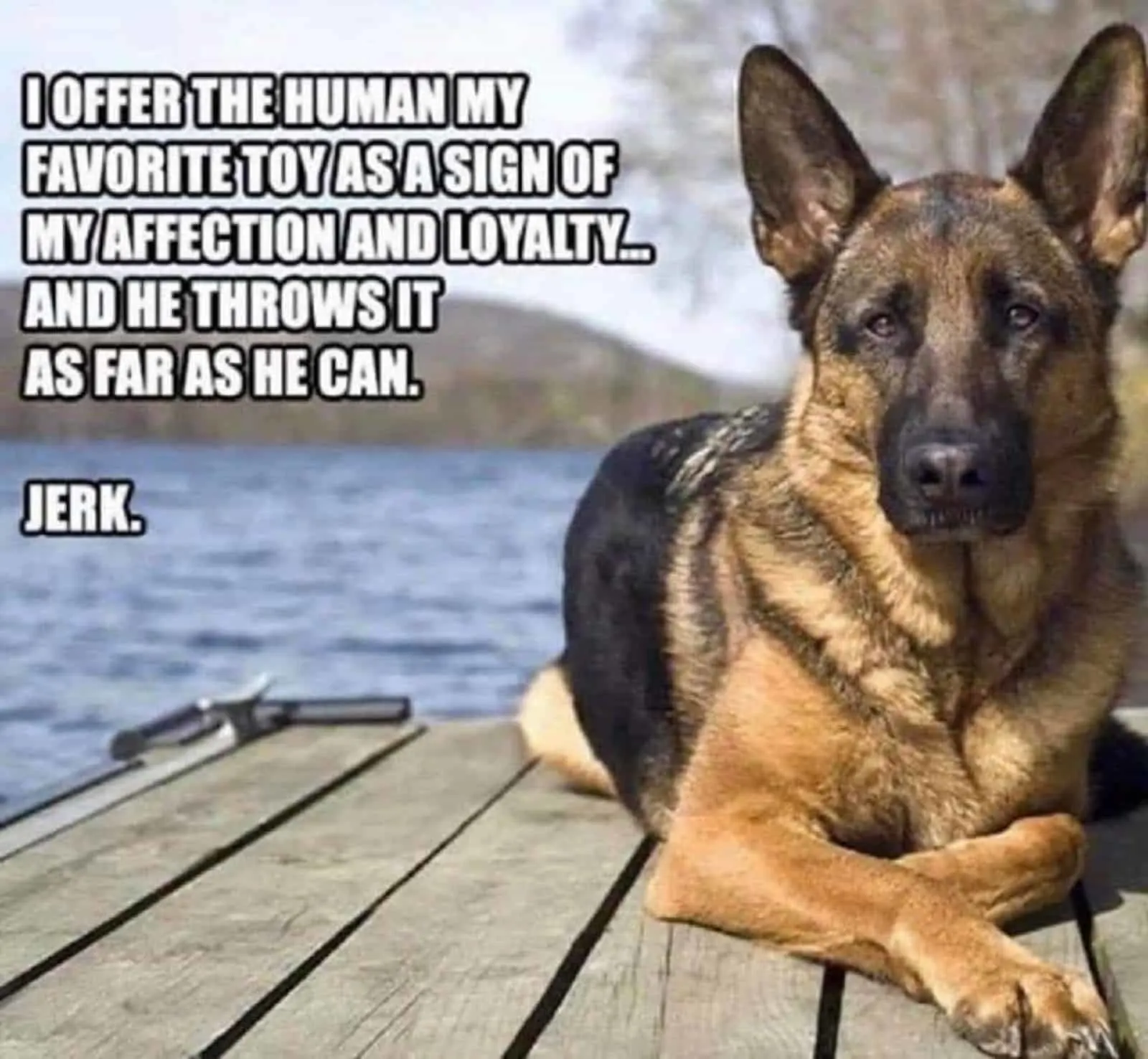 11 Secret Things Meant Only For German Shepherds