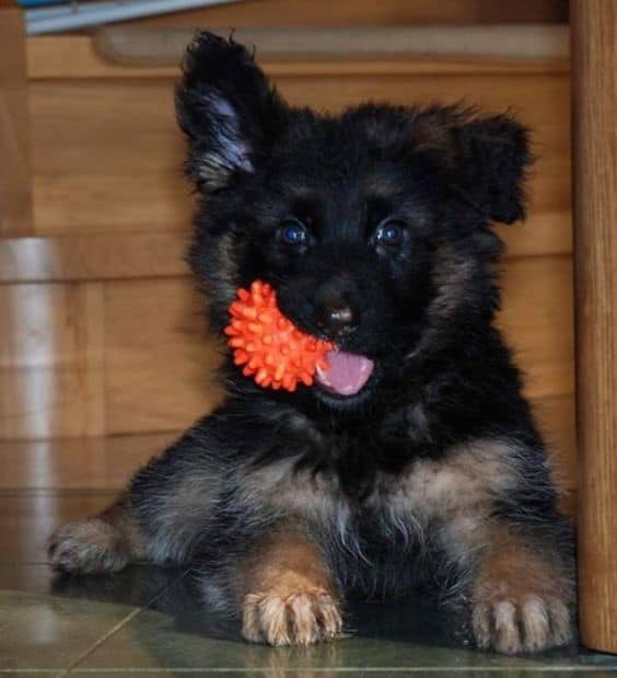 german shpehrd puppy chewing a toy