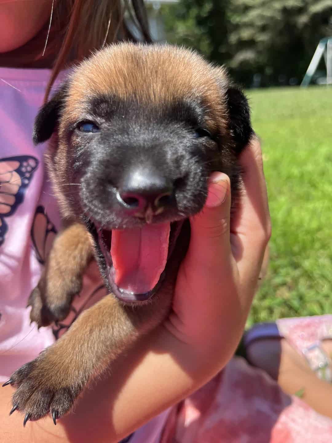 girl holds belgian malinois puppy