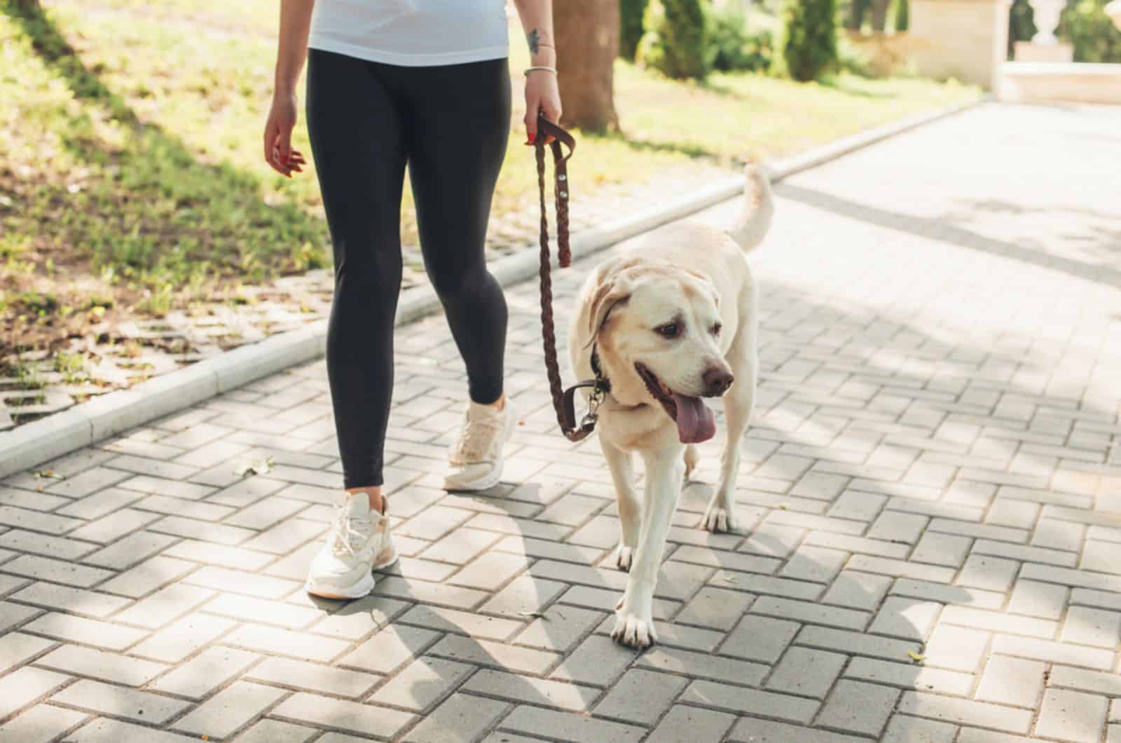 golden retriever walking in a park near his owner