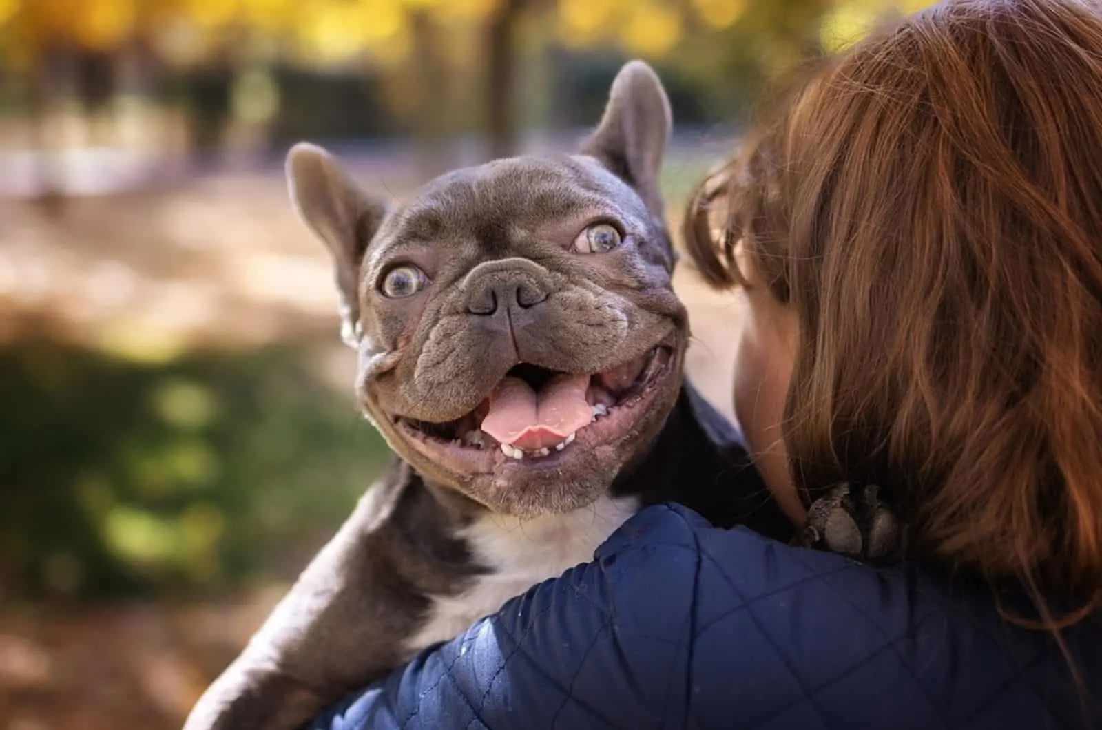 gray french bulldog in the arms of a woman in the park