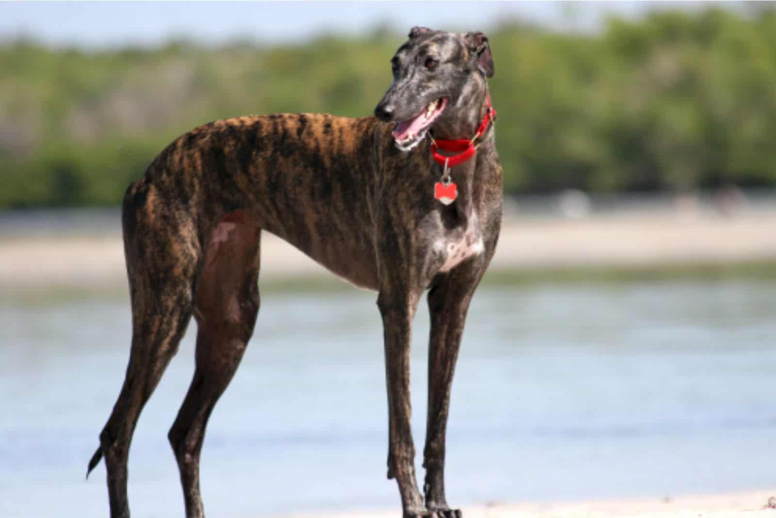 greyhound dog in nature