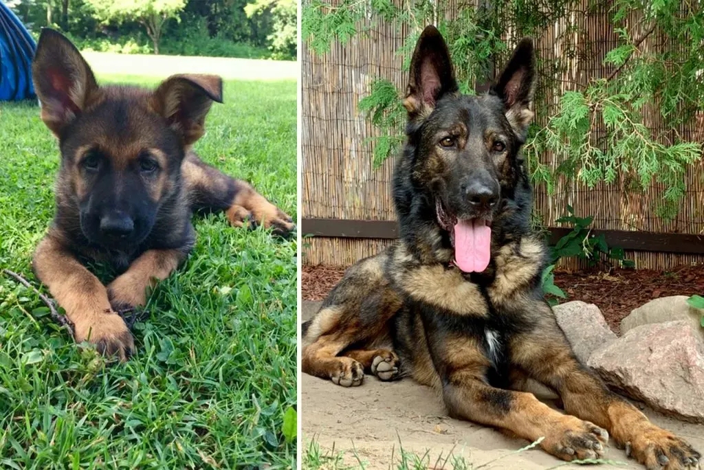 gsd changes color from puppyhood to adult age