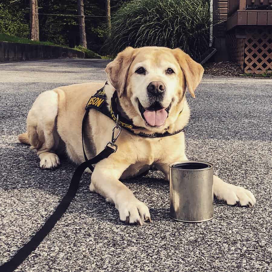 hero dog outdoor laying