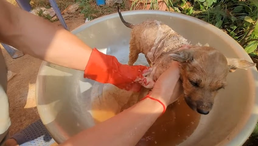 hiker bathes the abandoned puppy