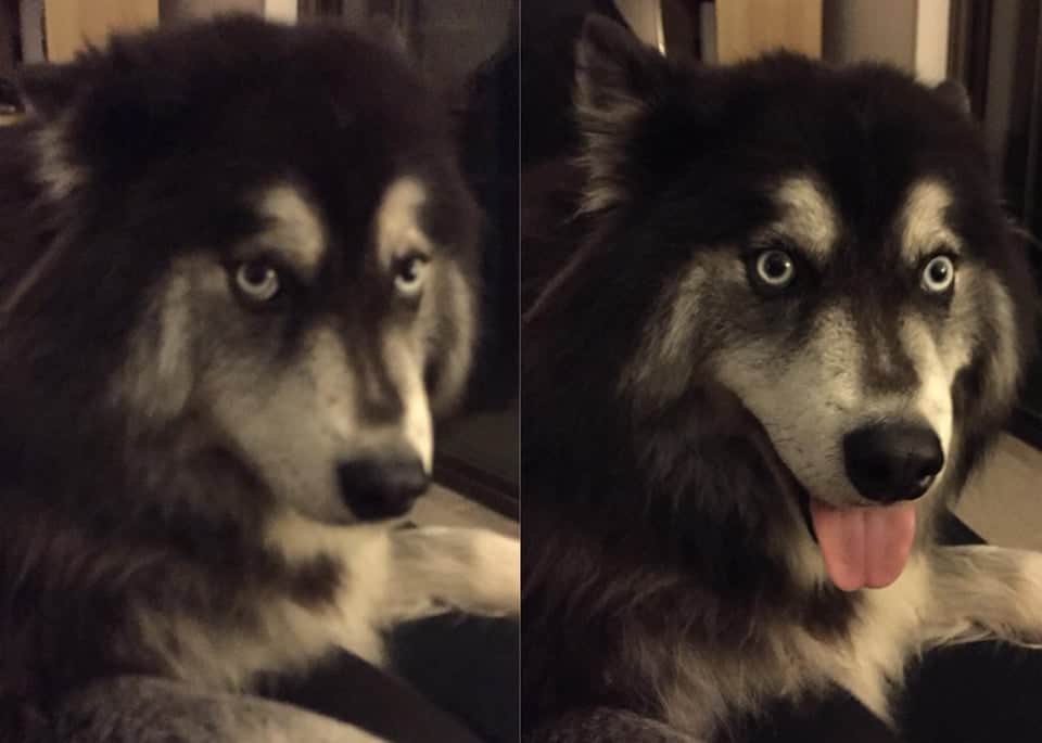 husky before he was called a good dog