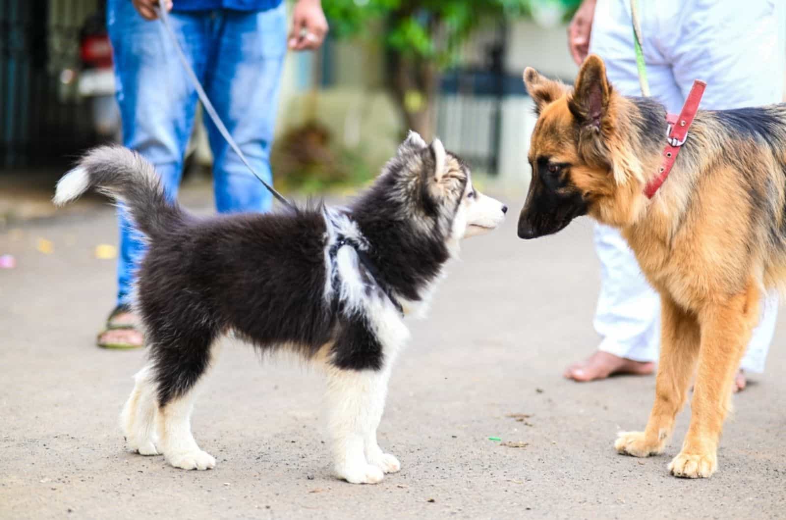 husky puppy and german shepherd dog looking on each other on the street