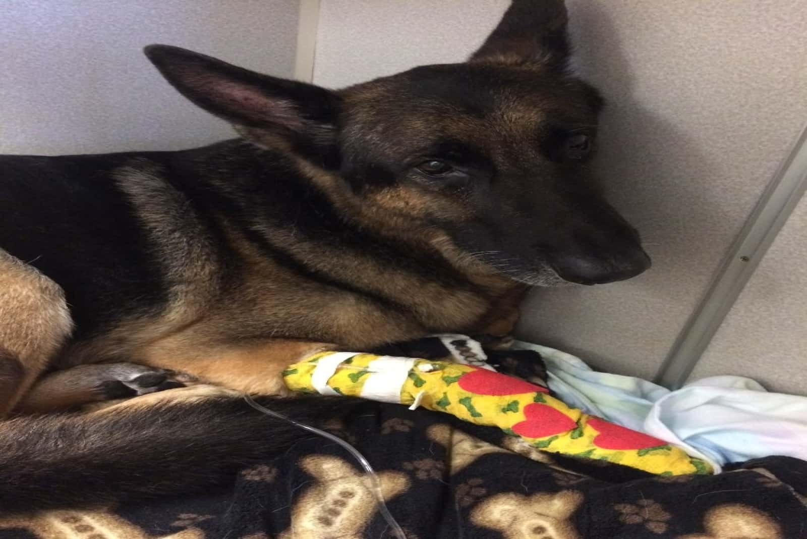 injured german shepherd dog