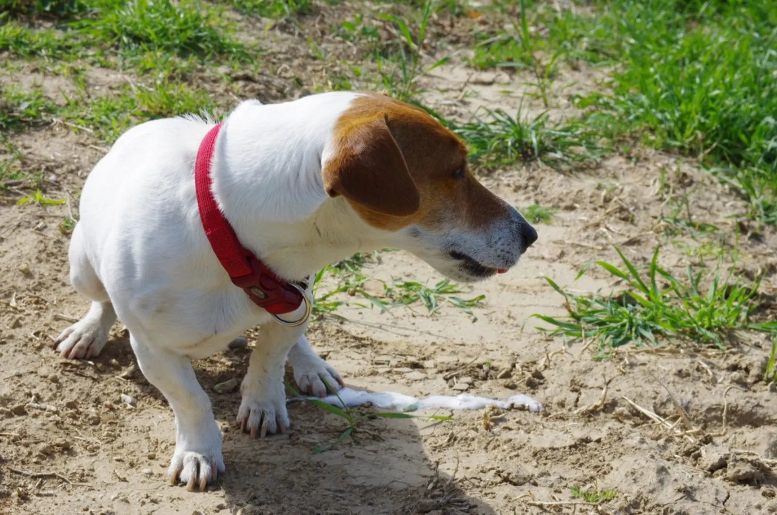 jack russell terrier vomiting outdoors