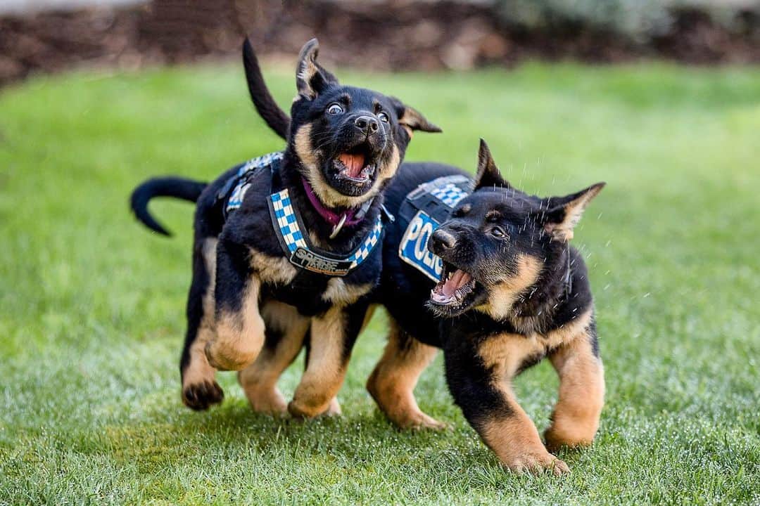 k9 puppies running