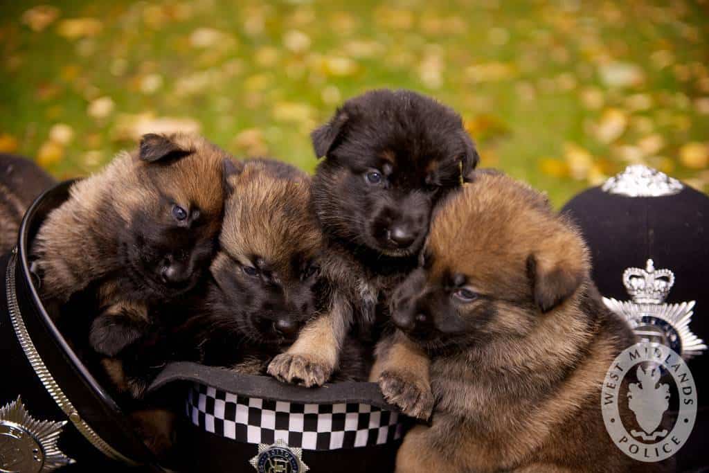 k9 puppies snoozing on the job